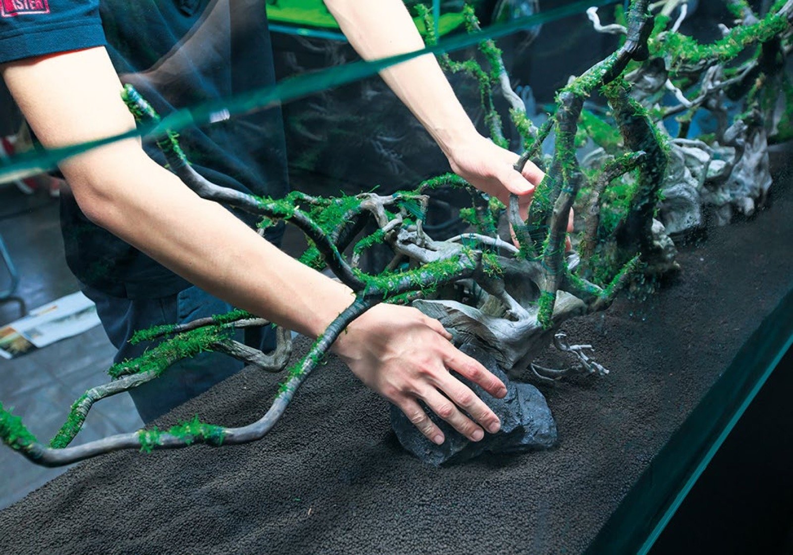 Plantation d'espèces sciaphiles Anubias et Cryptocoryne dans les zones ombragées