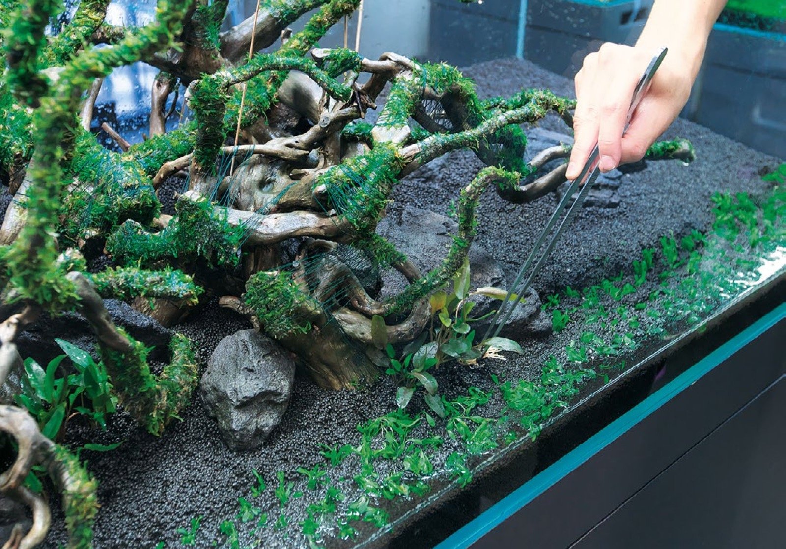 Mise en place à la pince des plantes sciaphiles sous les massifs