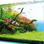 Aquascape en composition monticule vu de profil, plantes rouges et vertes denses sous la surface