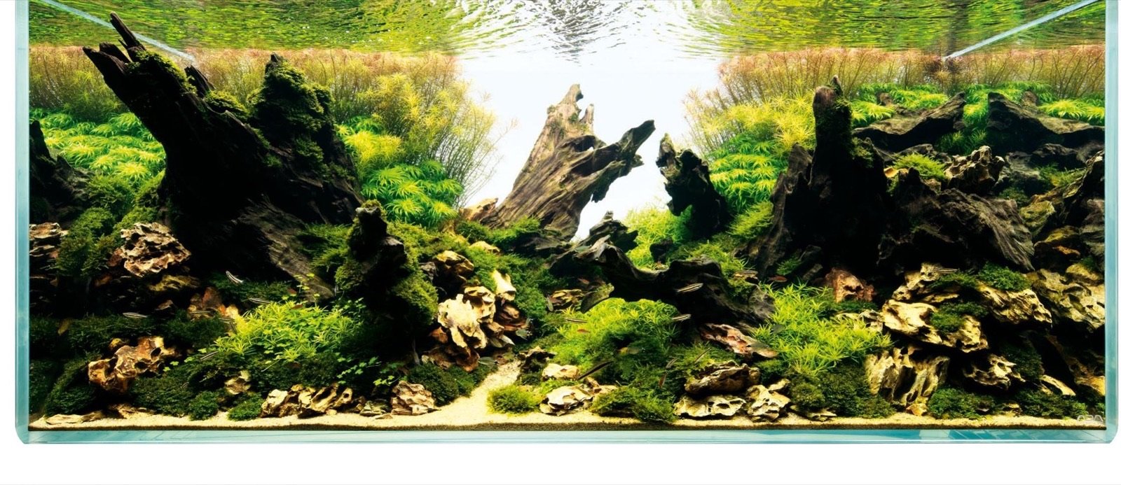 Vue d'ensemble de l'aquascape Oasis au milieu du désert, composition concave en racines et roches Ohko