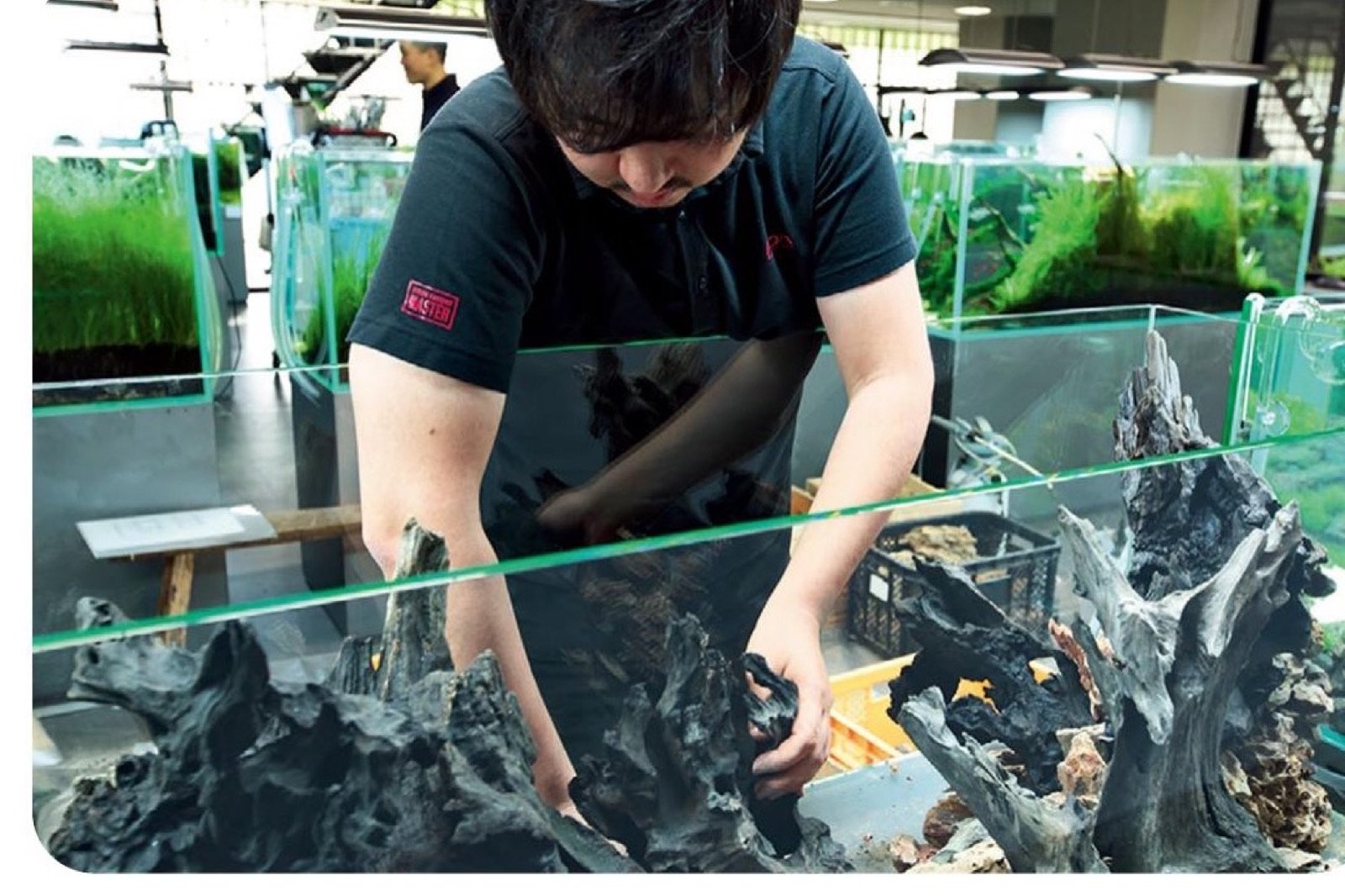Daisuke Inoue met en place les racines dans le bac pour composer le décor de l'aquascape