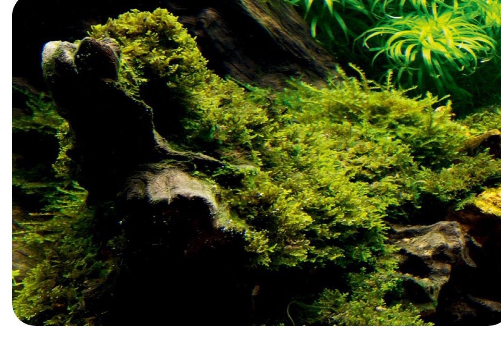 Riccardia chamedryfolia adhérant au plus près des roches et des racines sans former un matelas épais