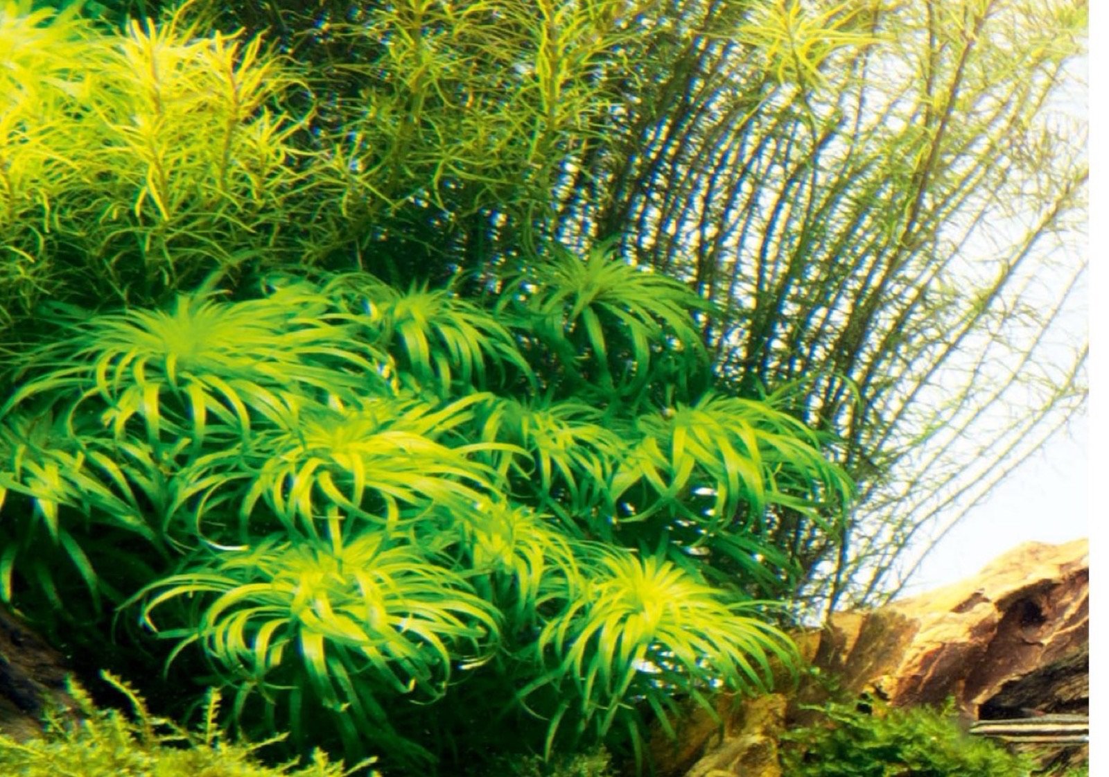 Syngonanthus sp., plante préférant une eau légèrement acide, utilisée dans cet aquascape