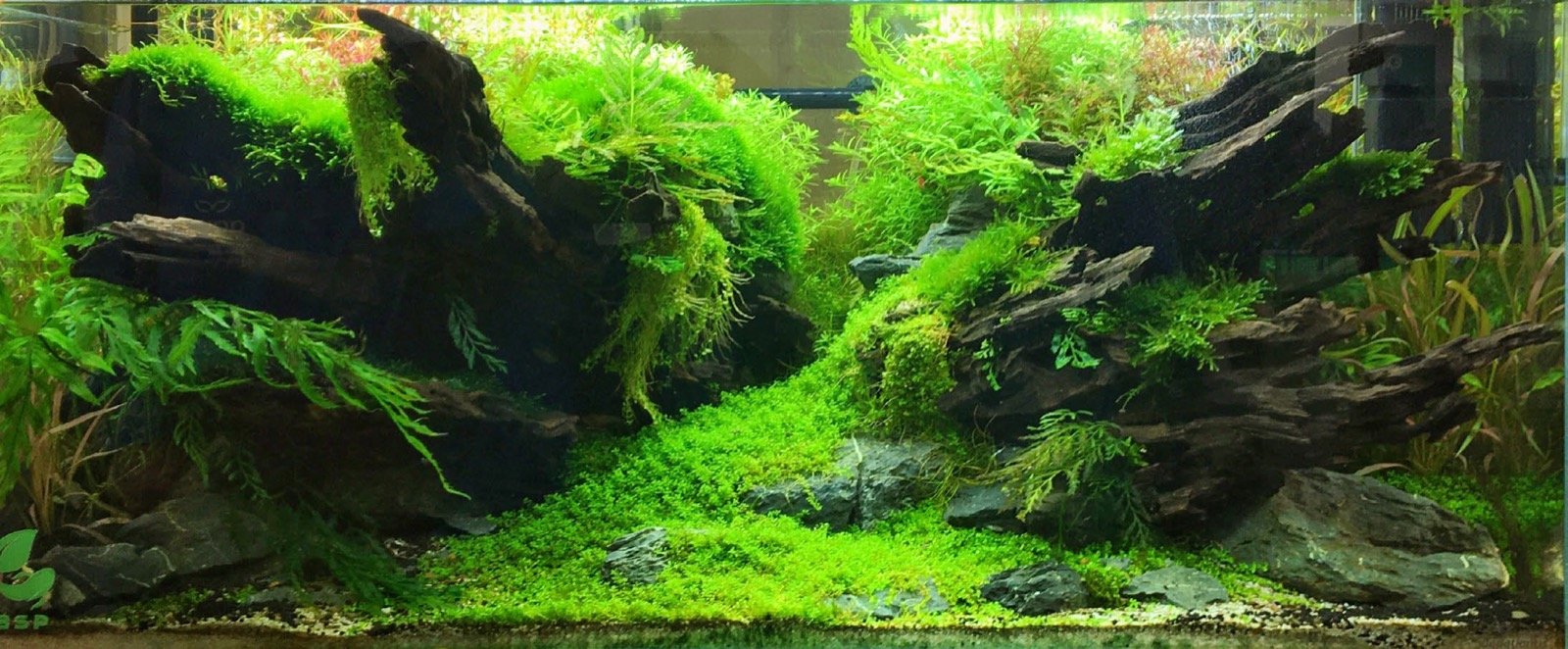 Bac aquascapé AQUATLANTIS Clarity Limited Edition 30 ans à Interzoo 2026