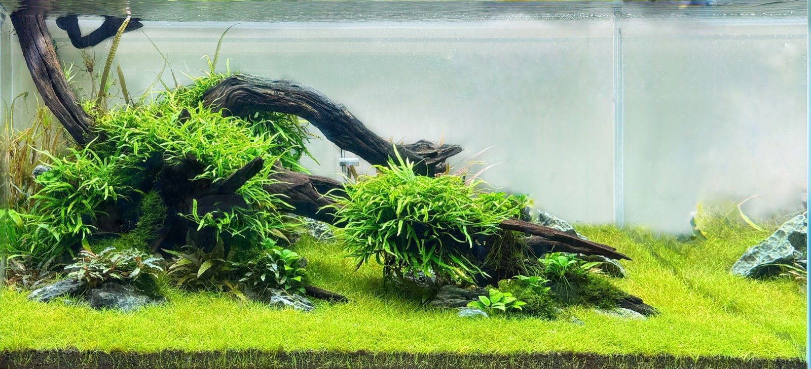 Bac aquascapé AQUATLANTIS Aquascape Ultra présenté à Interzoo 2026