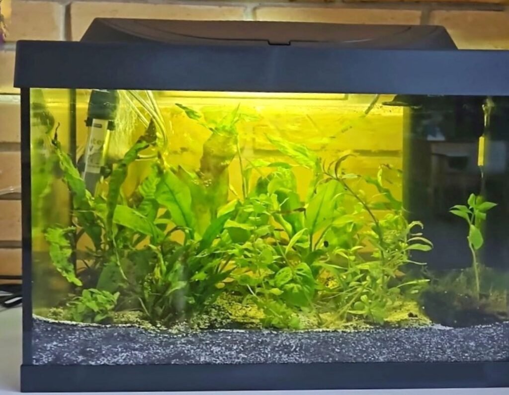Aquarium planté de 30 litres installé dans une salle de classe, offert par Tetra