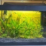 Aquarium planté de 30 litres installé dans une salle de classe, offert par Tetra