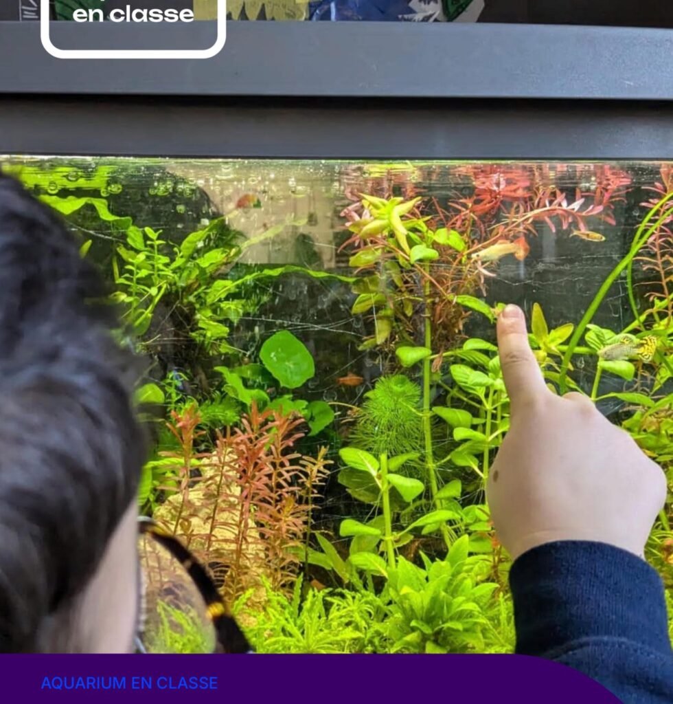 Un enfant observe les poissons et les plantes d'un aquarium installé en classe