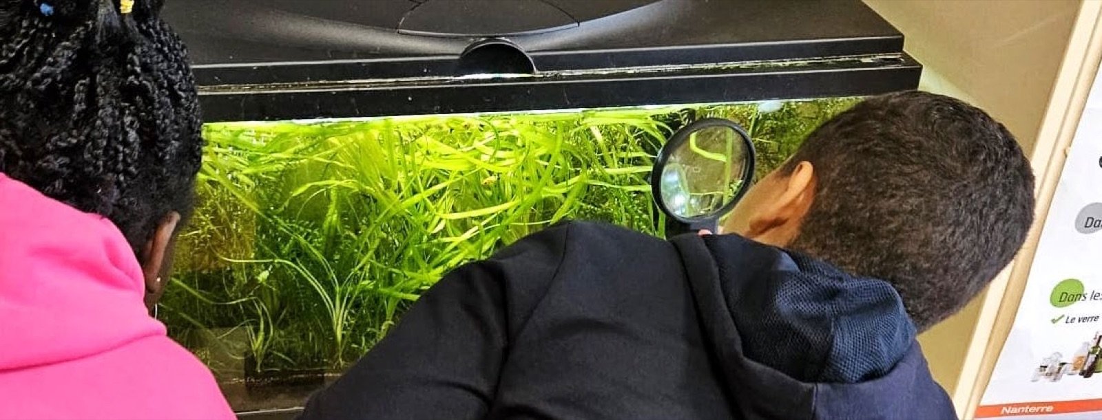 Élèves observant à la loupe les escargots planorbes de l’aquarium de la classe