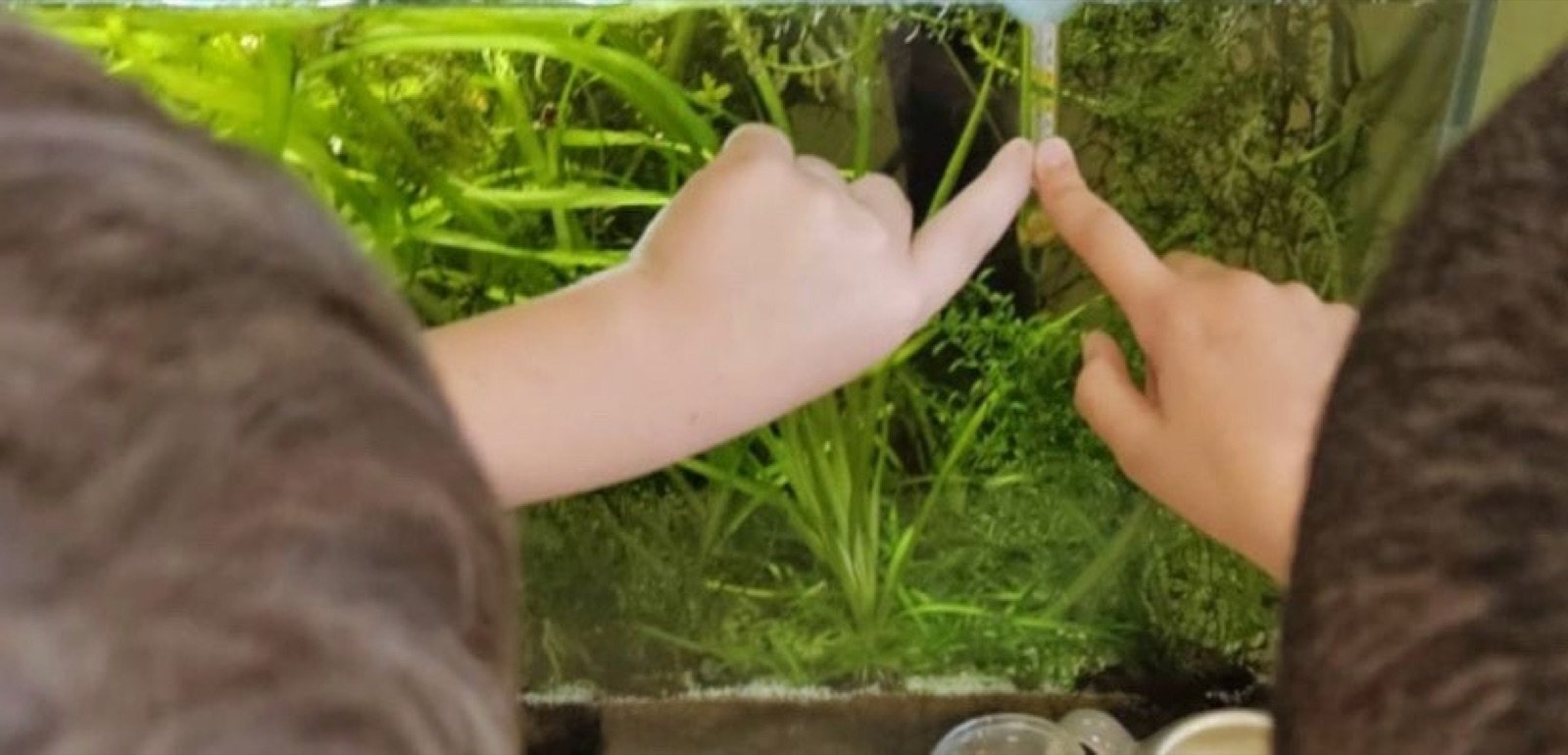 Élèves observant l’aquarium de la classe à travers la vitre