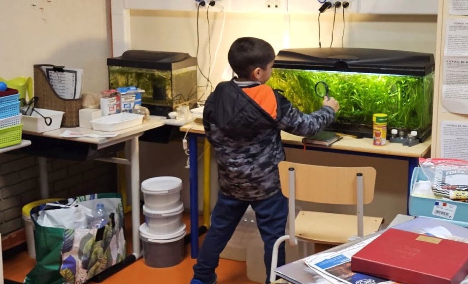 Un enfant se précipite pour observer l’aquarium dès son entrée dans la classe