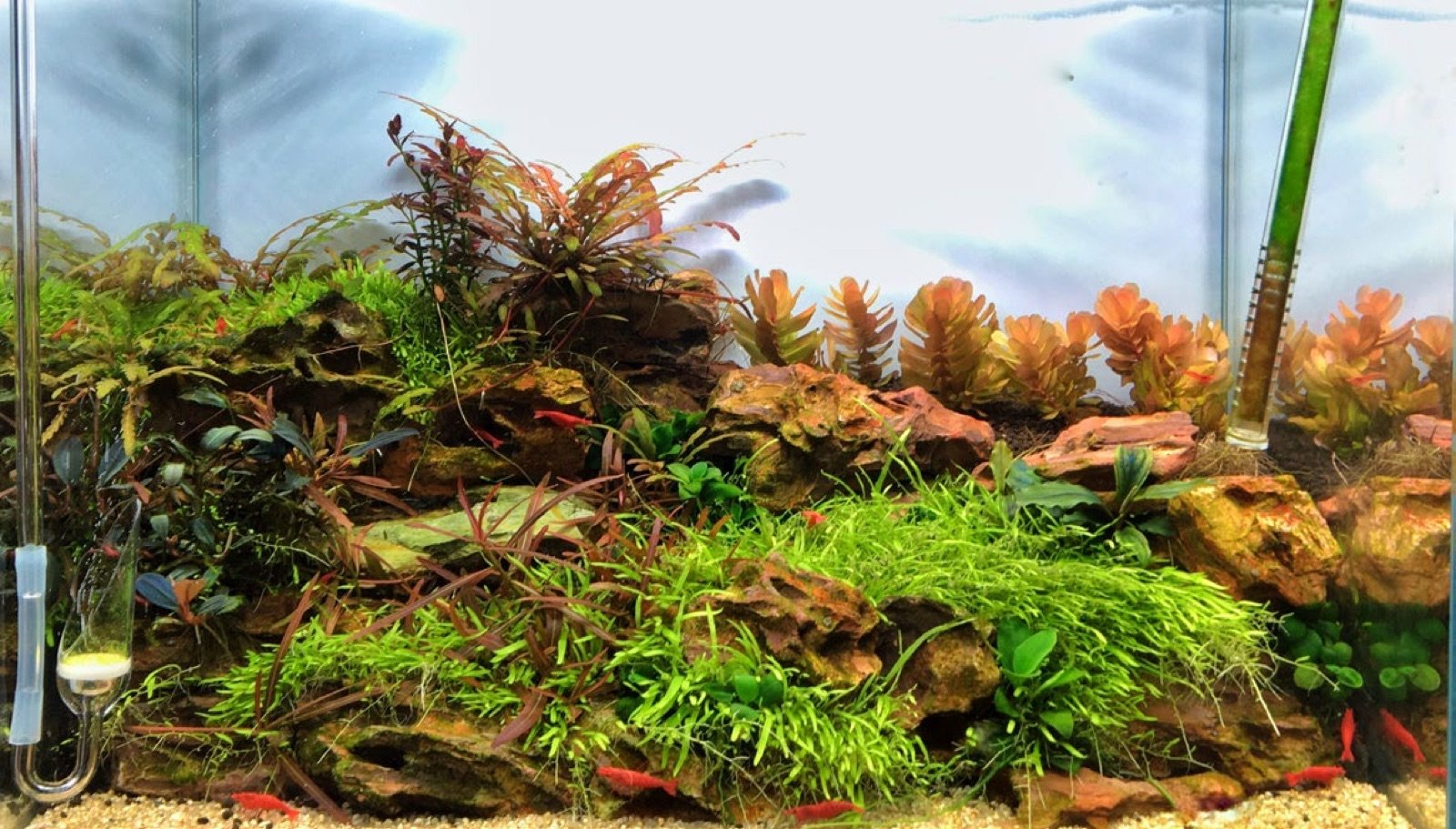 Petit aquarium planté de 20 litres pour crevettes Neocaridina davidi