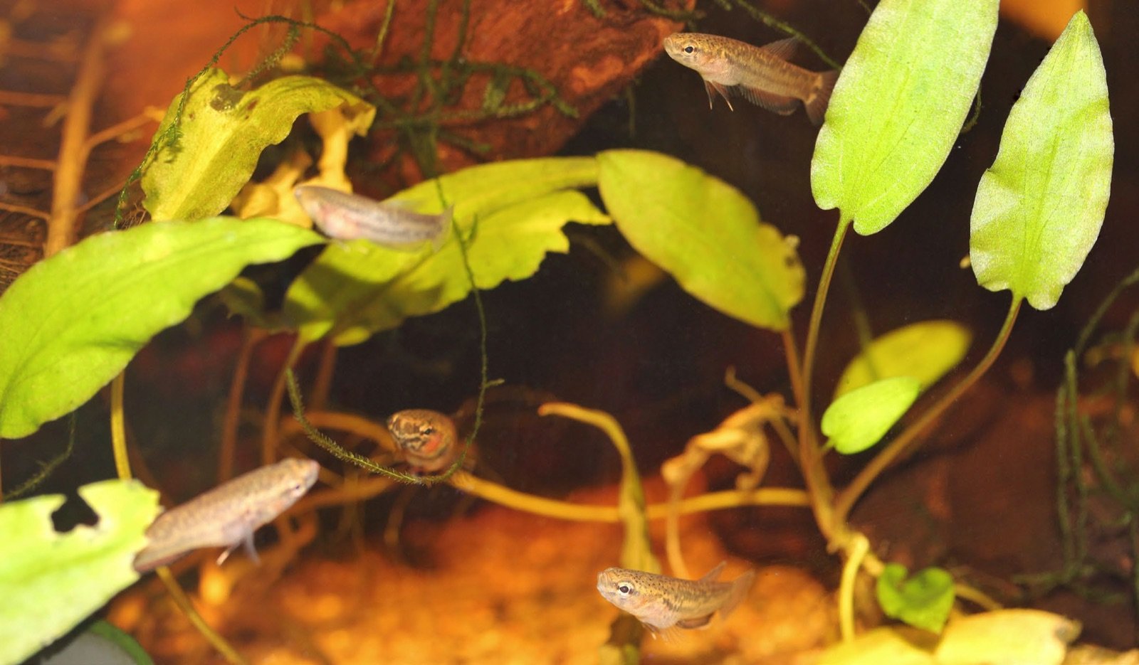 Bac d'élevage et de reproduction de petits bettas incubateurs buccaux, Betta albimarginata sub-adultes