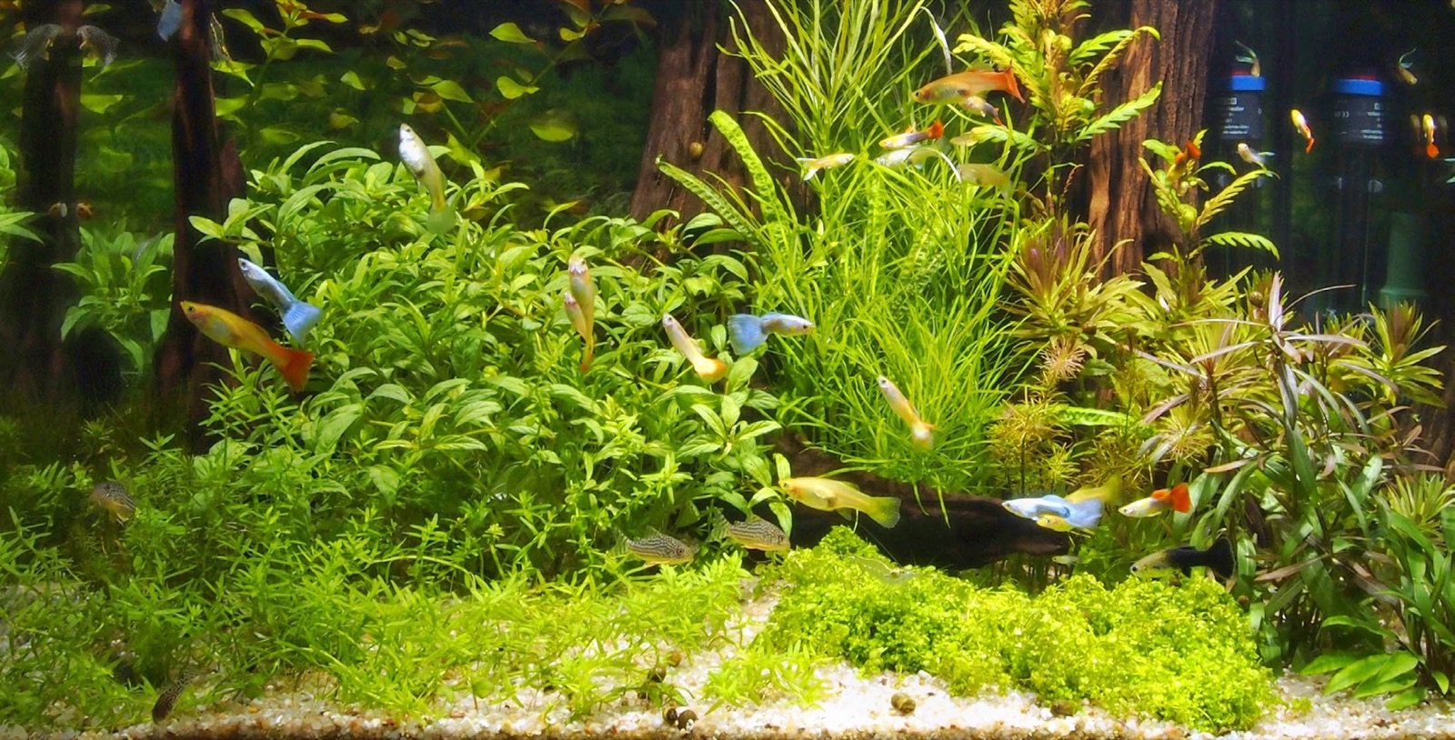 Aquarium communautaire planté avec des guppys de toutes les couleurs