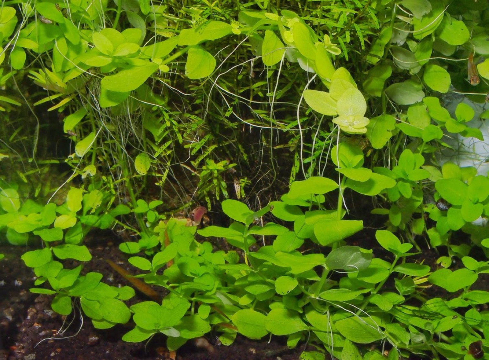 Bacopa australis développant des racines adventives et se marcottant au sol