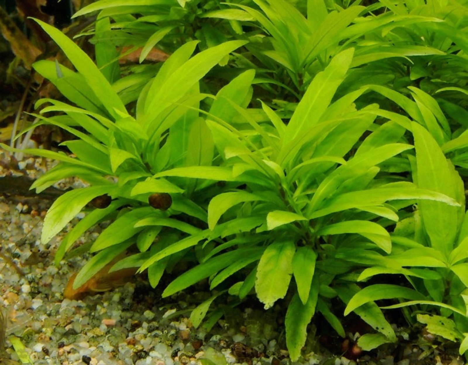 Massif de Bacopa caroliniana dans la zone médiane d'un aquarium