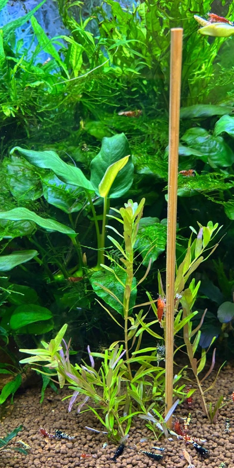 Baguette de bambou réalisant un avant-trou pour planter une bouture