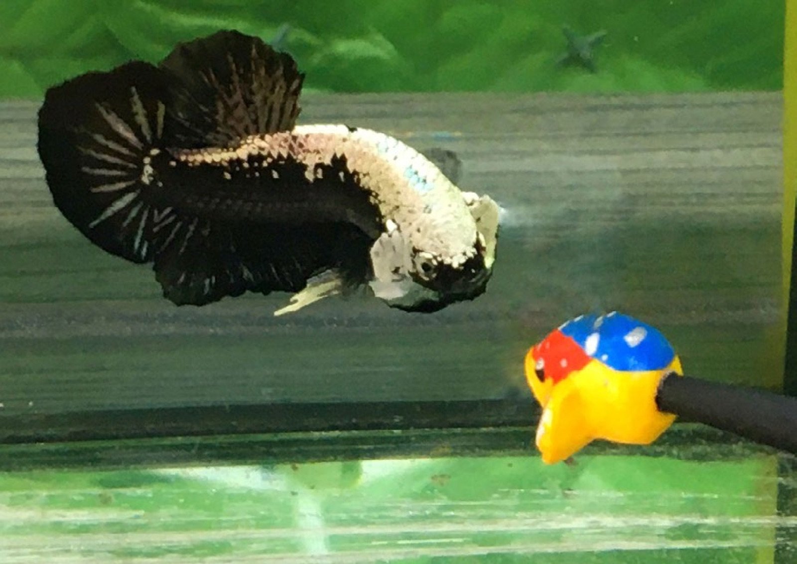 Baguette à tête peinte de couleurs vives pour faire réagir le betta
