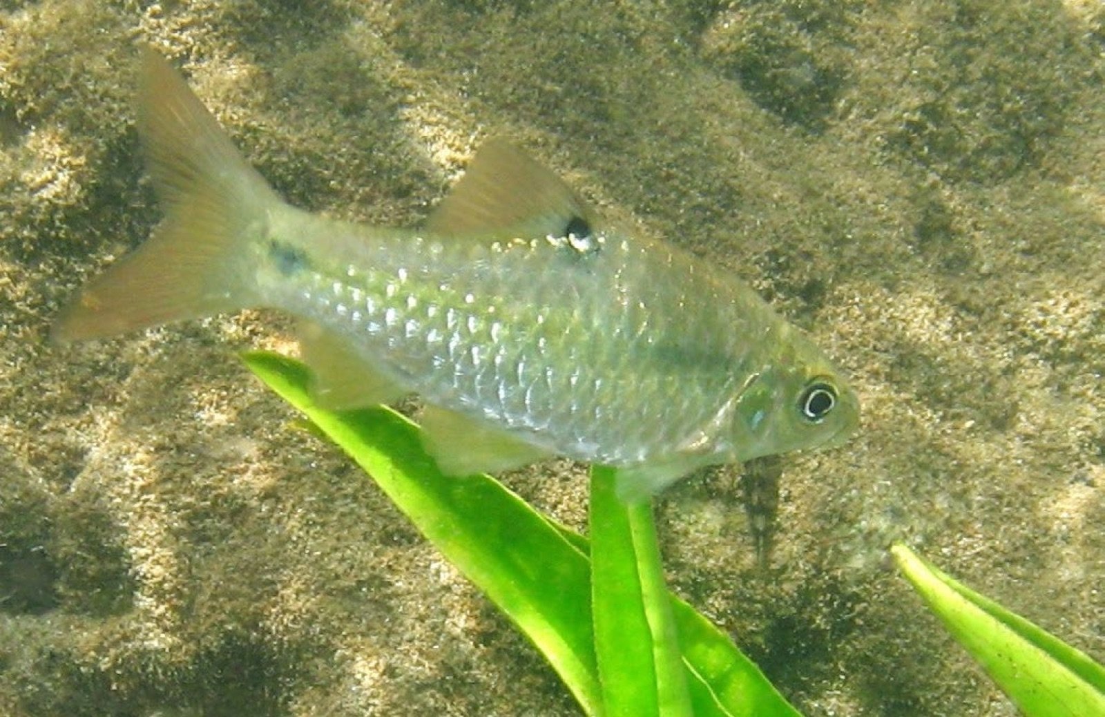 Espèce de barbus présente dans la rivière Tha Pom