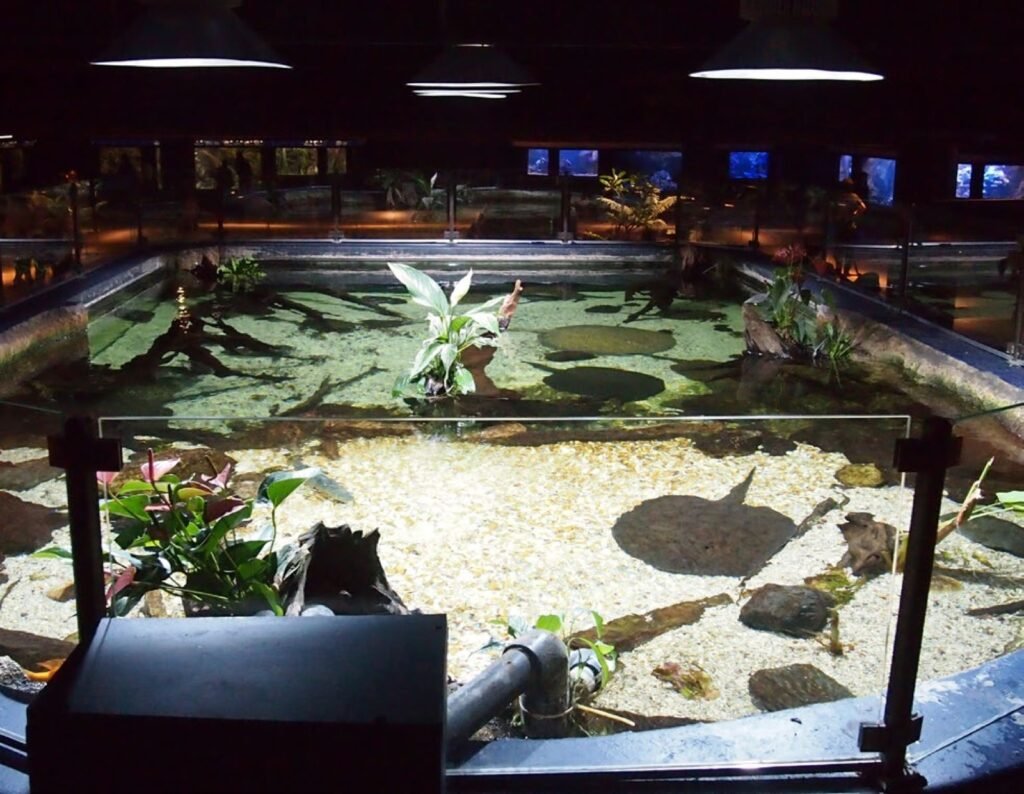 Bassin central de l’Aquarium tropical avec une population de poissons amazoniens