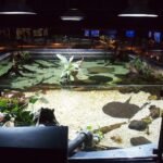 Bassin central de l’Aquarium tropical avec une population de poissons amazoniens