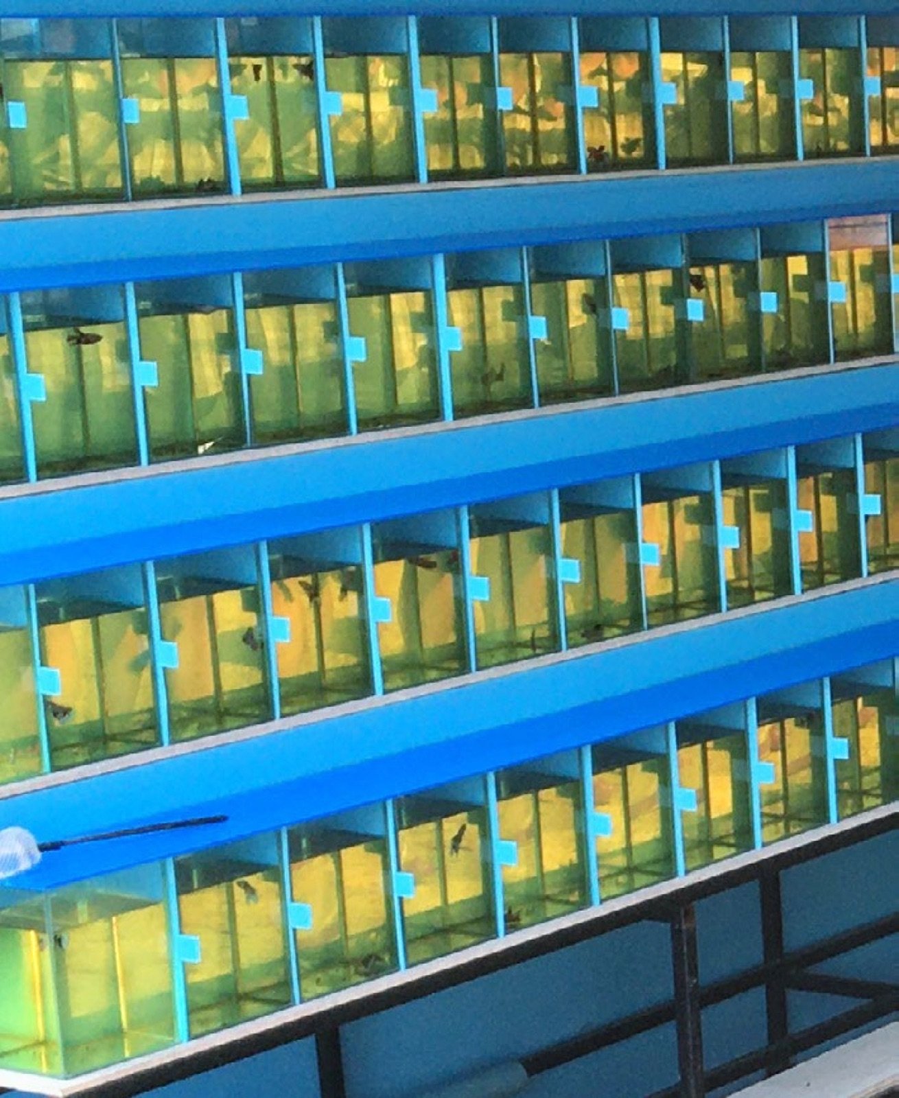Batterie de petits bacs pour la croissance et la sélection des bettas
