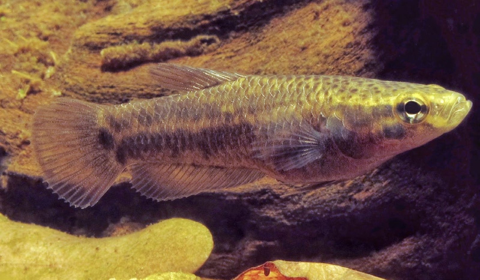 Betta albimarginata femelle adulte