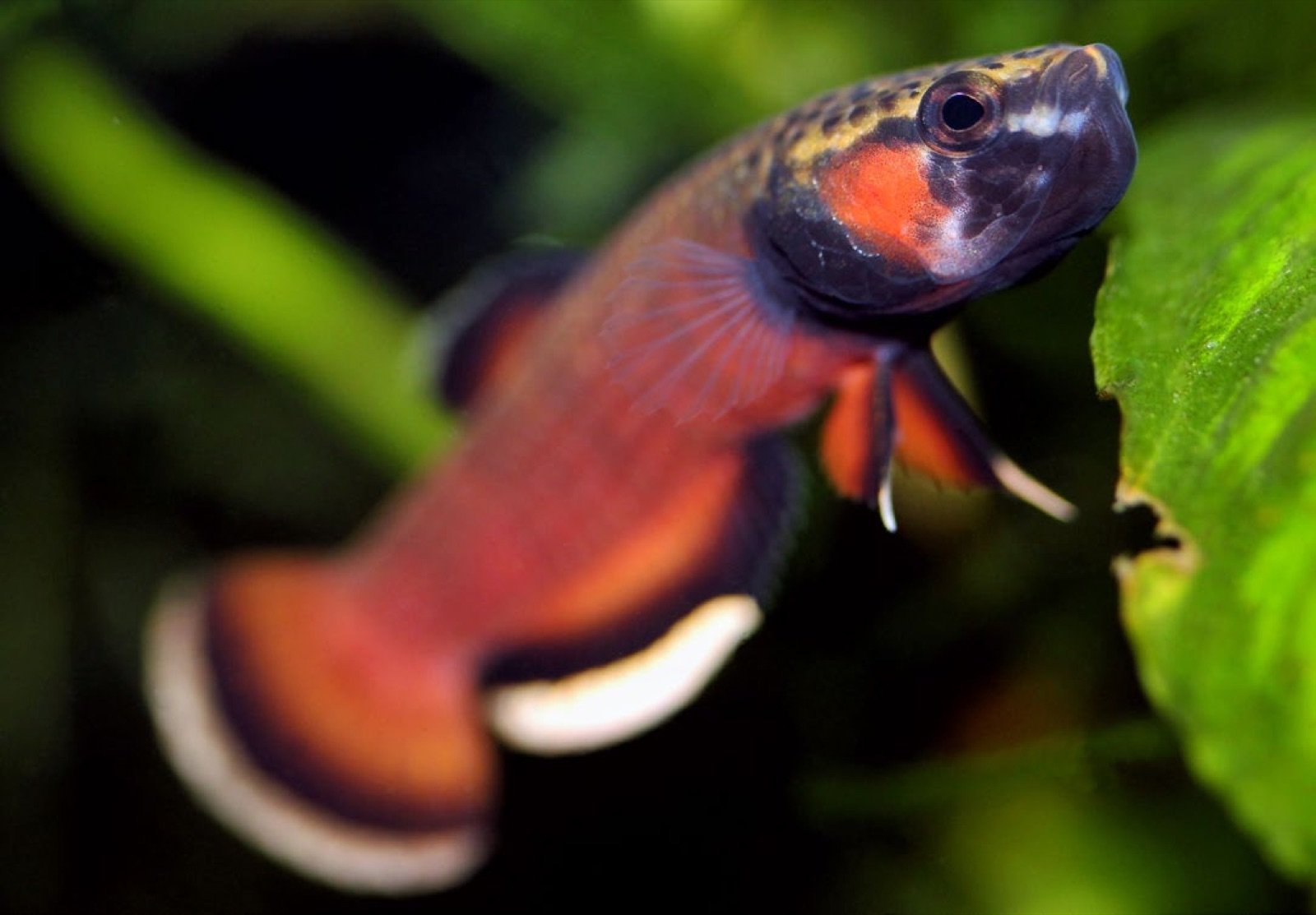 Betta albimarginata mâle adulte en coloration de ponte