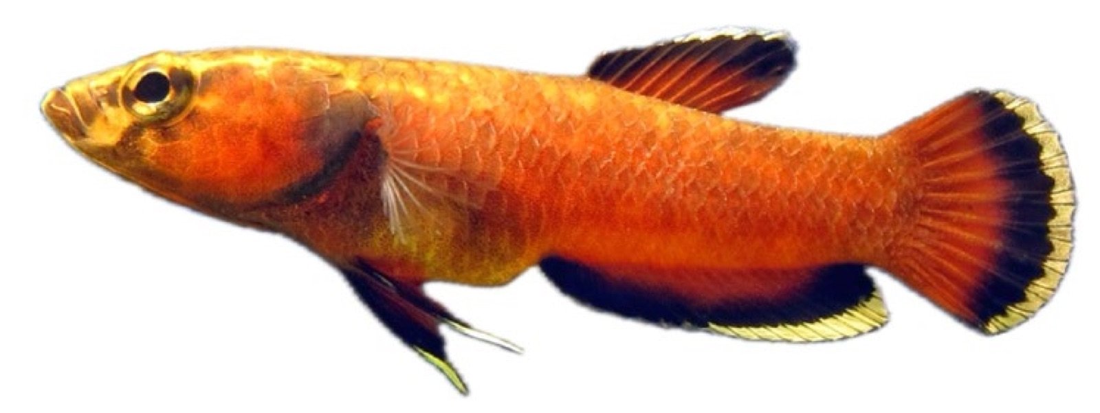 Betta albimarginata mâle