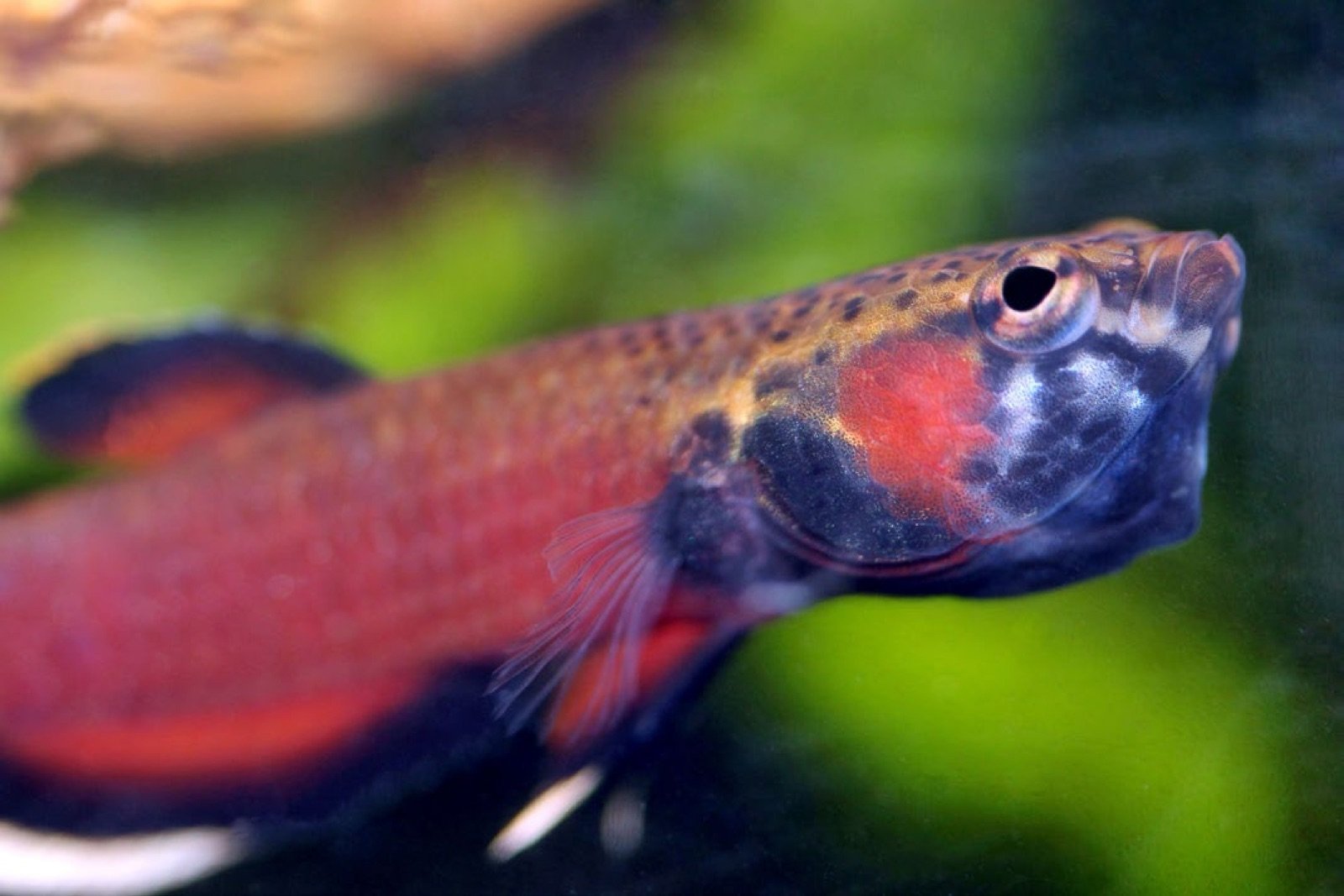 Betta albimarginata mâle adulte en incubation