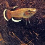 Betta albimarginata mâle adulte en livrée normale