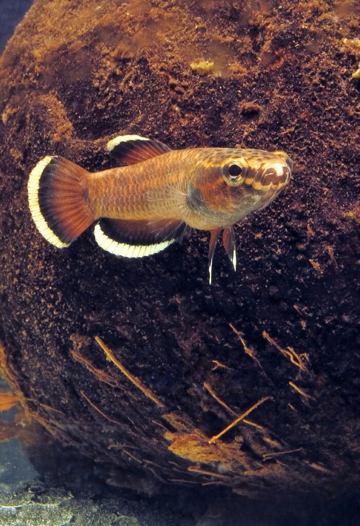 Betta albimarginata mâle adulte en livrée normale