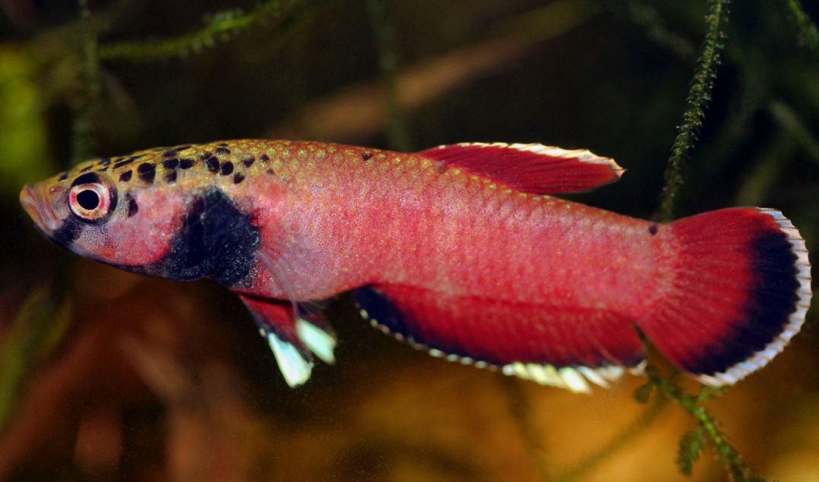 Betta albimarginata mâle adulte paradant
