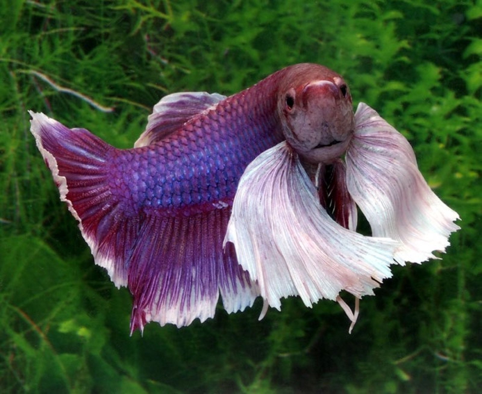 Betta Big-ears