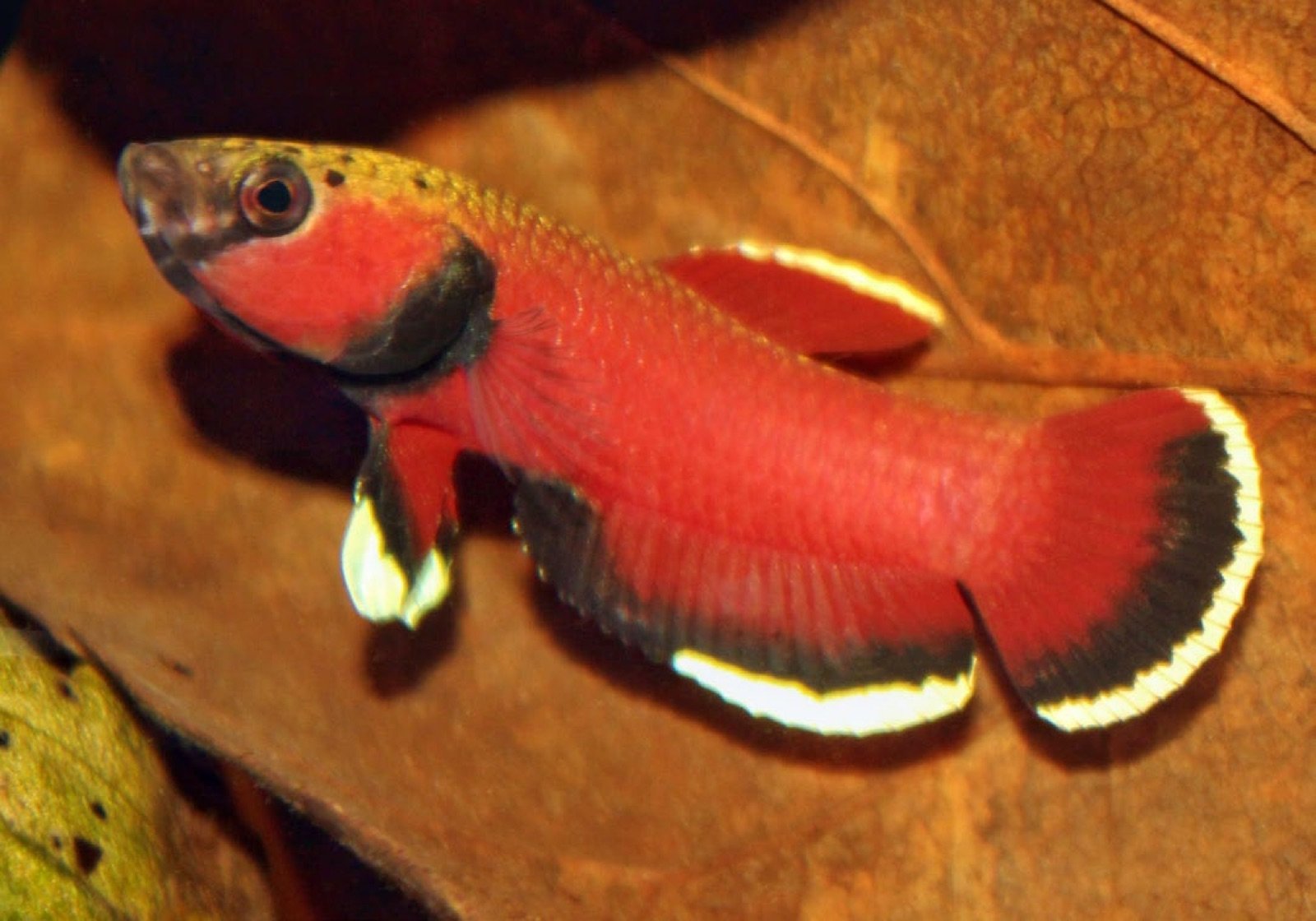 Betta channoides mâle adulte en coloration de dominant