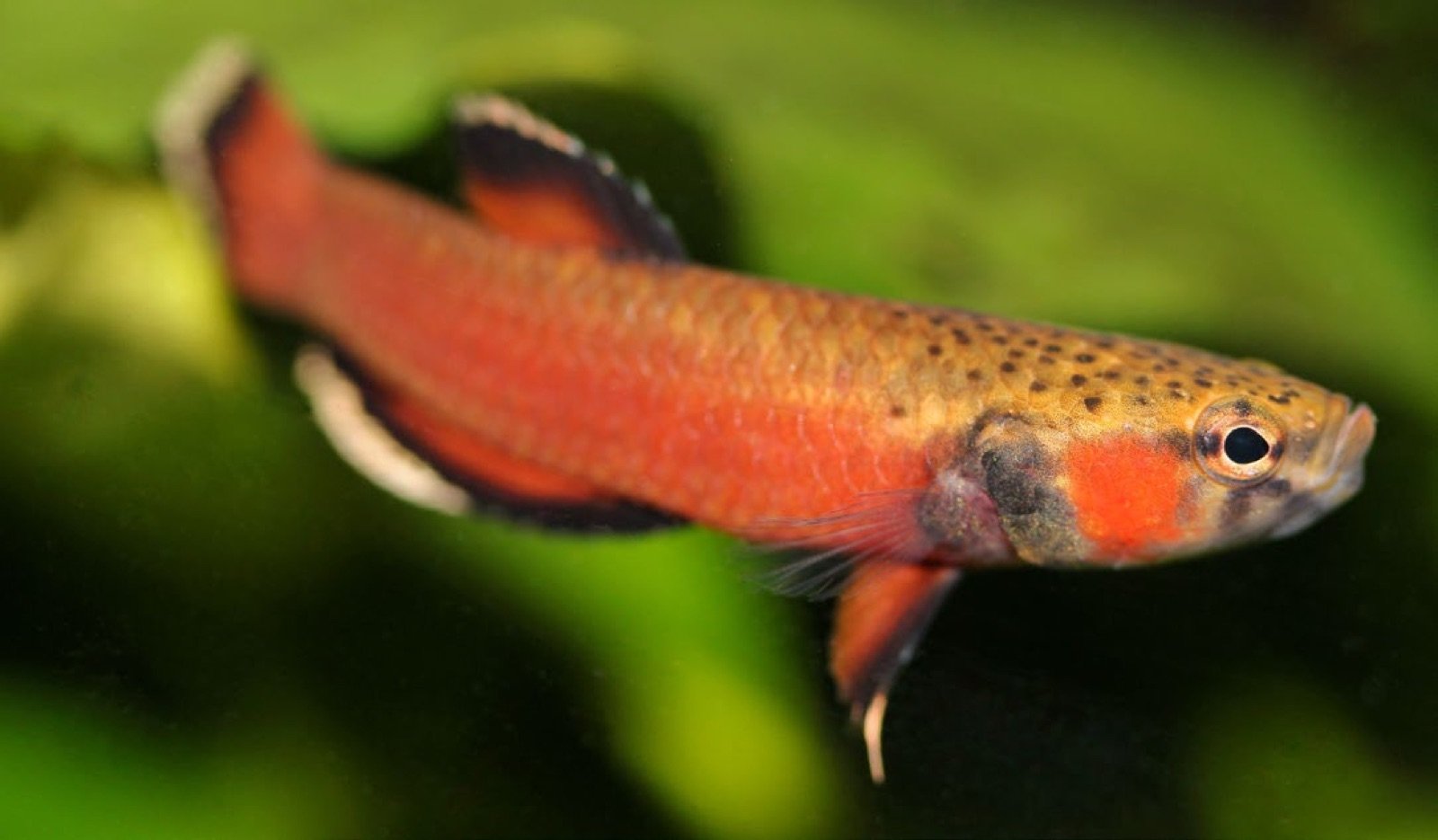 Betta channoides mâle adulte en couleur de ponte