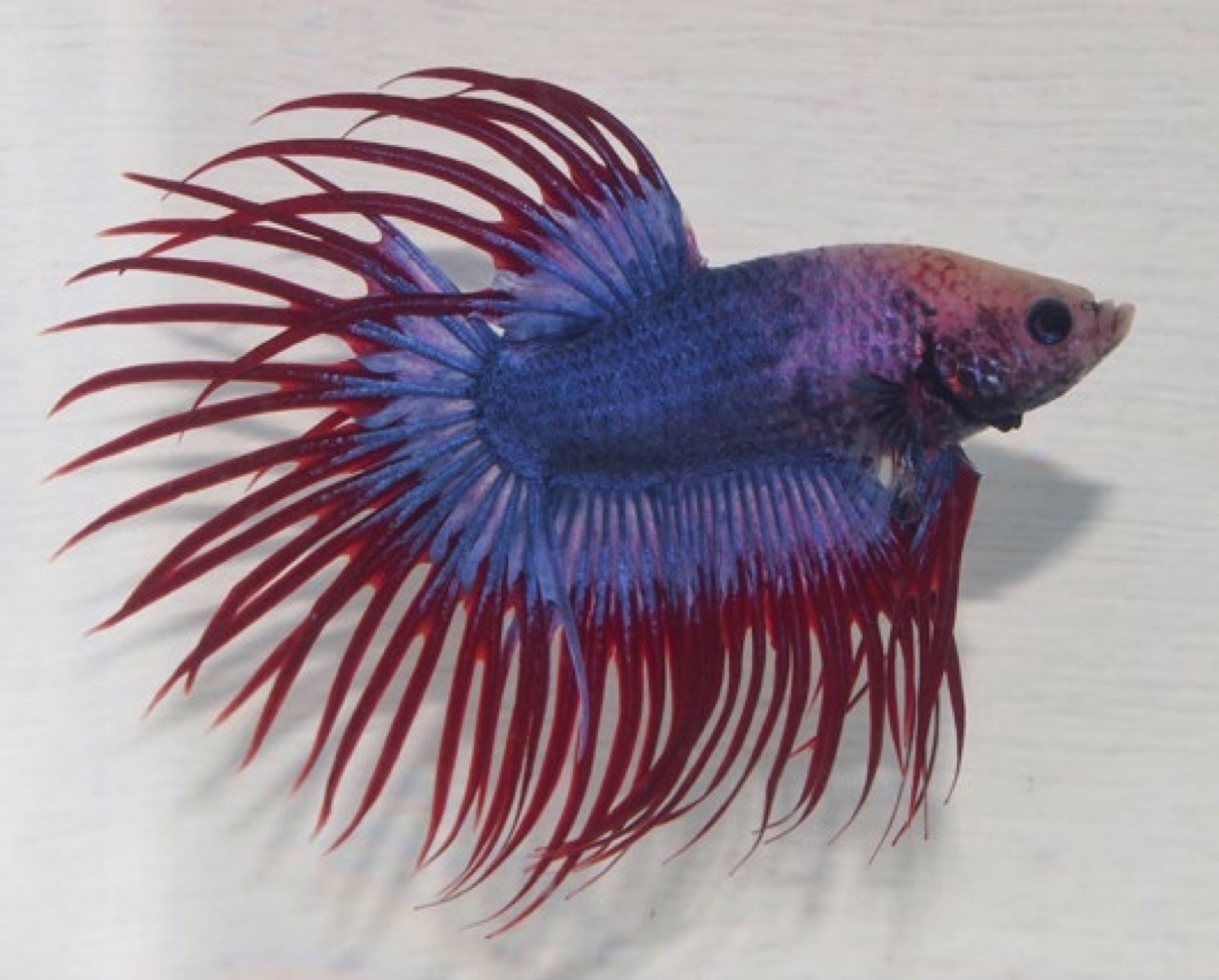 Betta splendens Crowntail à voiles longs