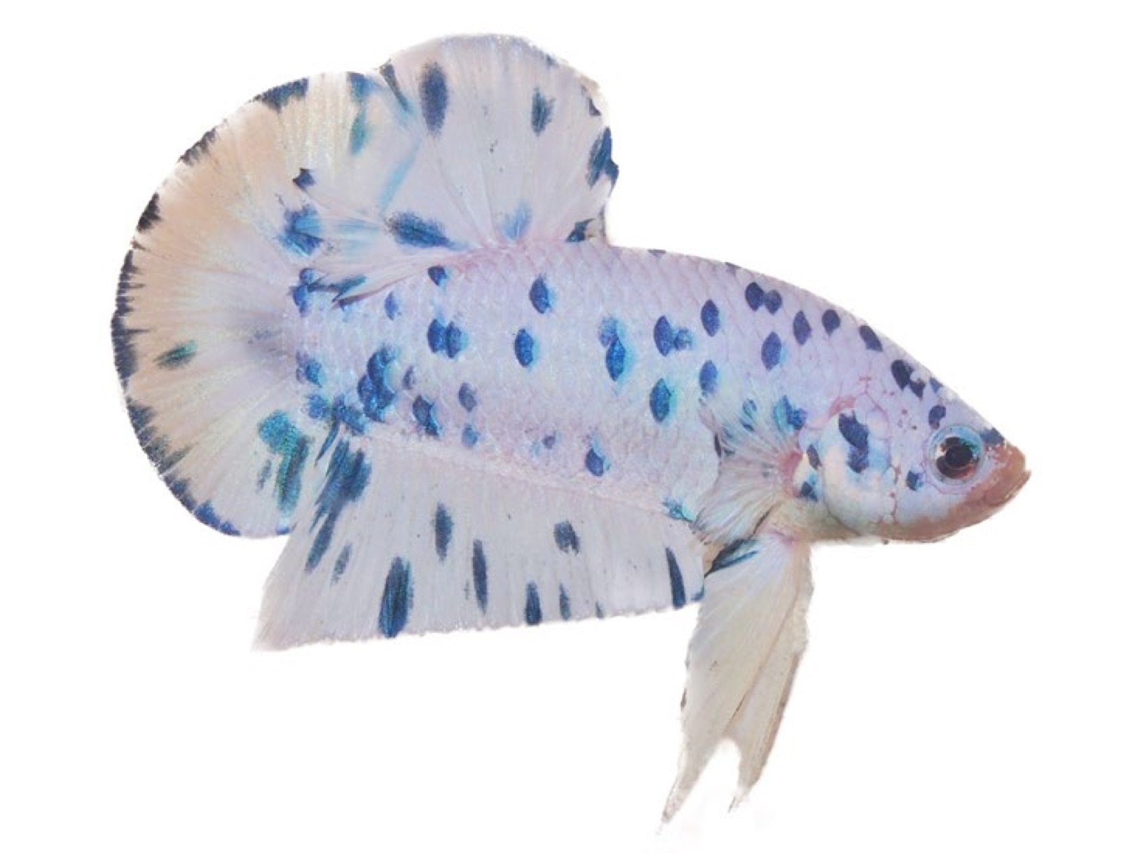 Betta dalmatien, une sélection parallèle