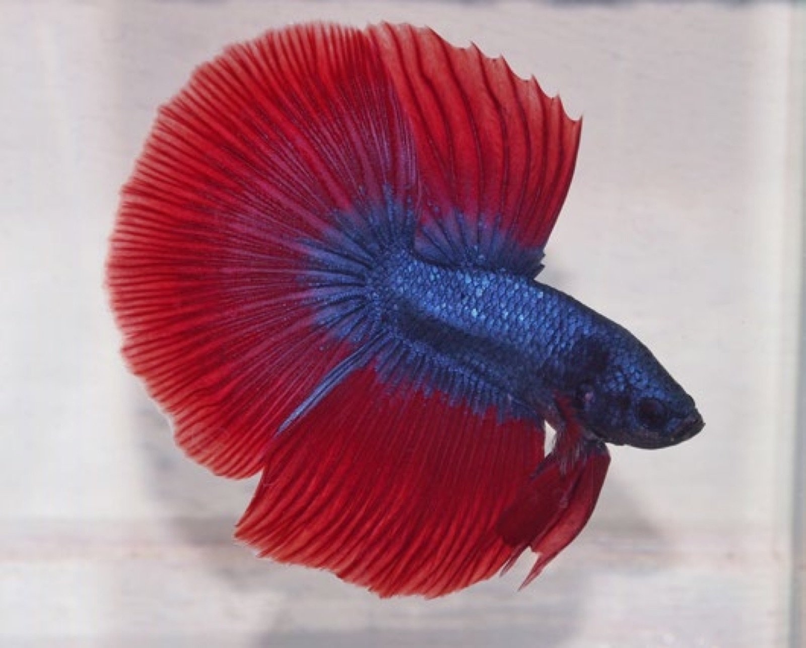 Betta splendens Halfmoon à voiles longs rouge et bleu