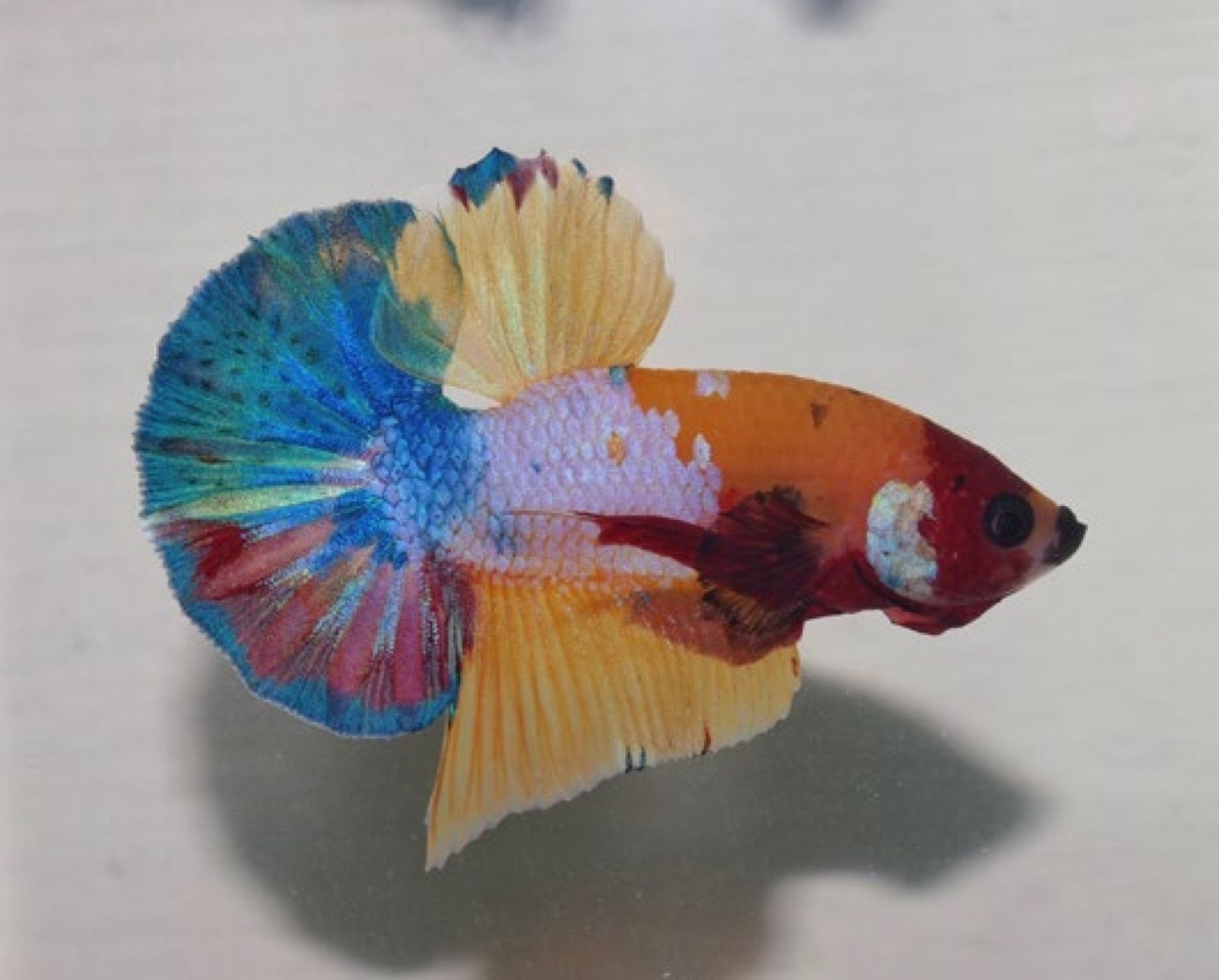 Betta splendens à nageoires courtes queue double