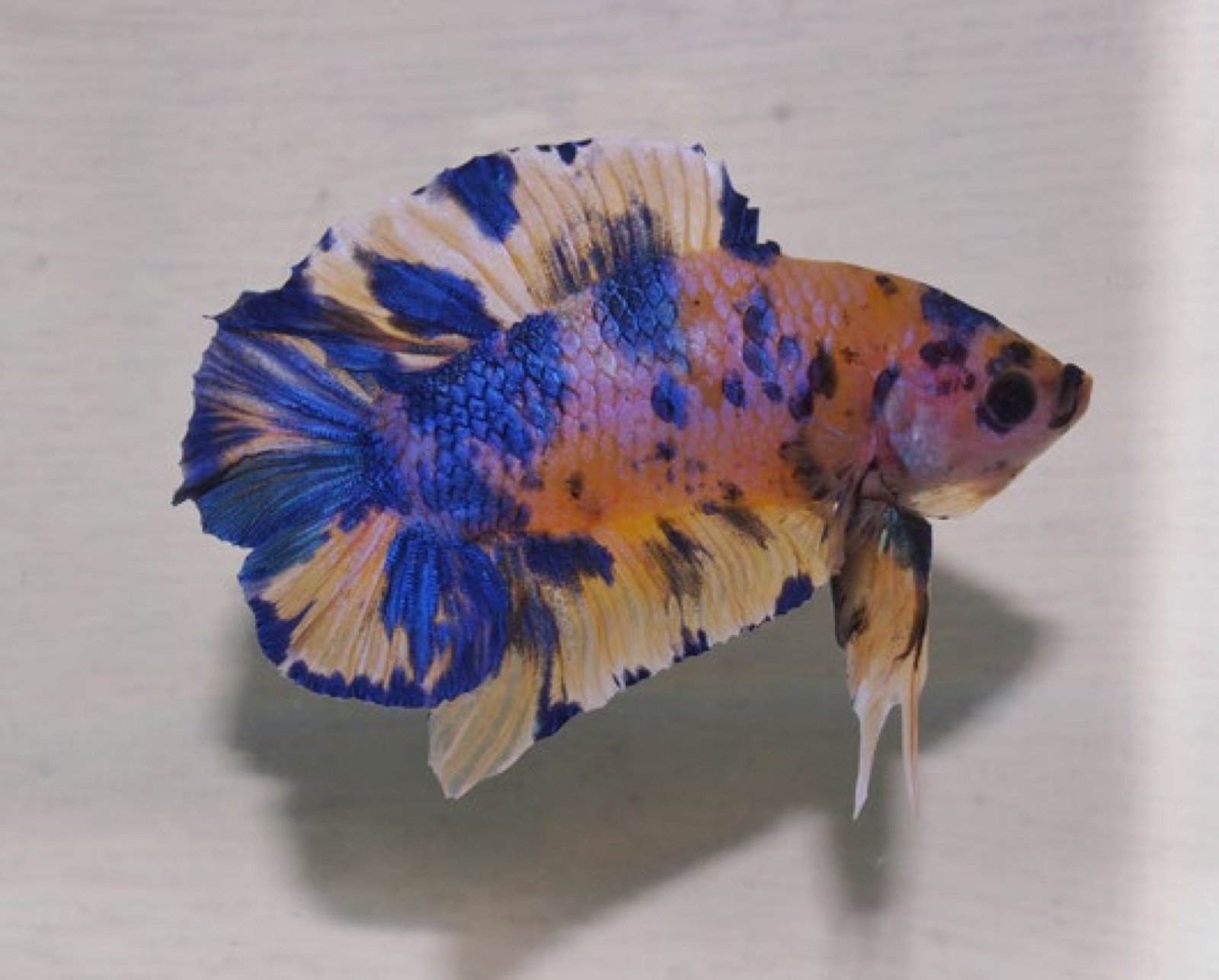 Betta splendens à nageoires courtes marbré