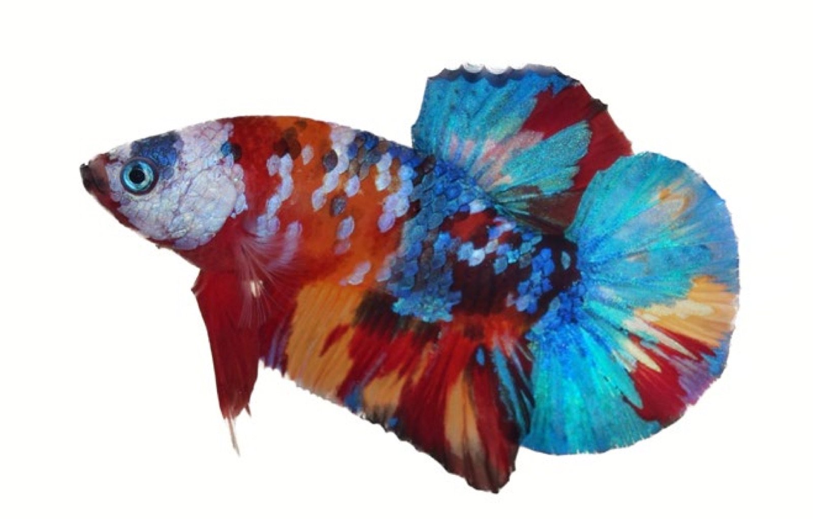 Betta Plakat multicolore