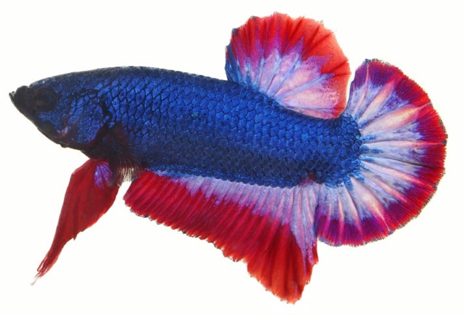 Betta Plakat Thaï Flag