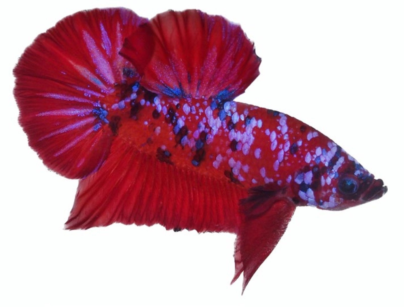 Betta Plakat Vanda