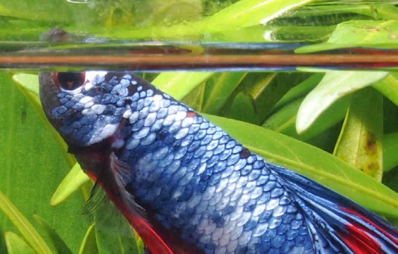Betta splendens prenant une bulle d'air à la surface