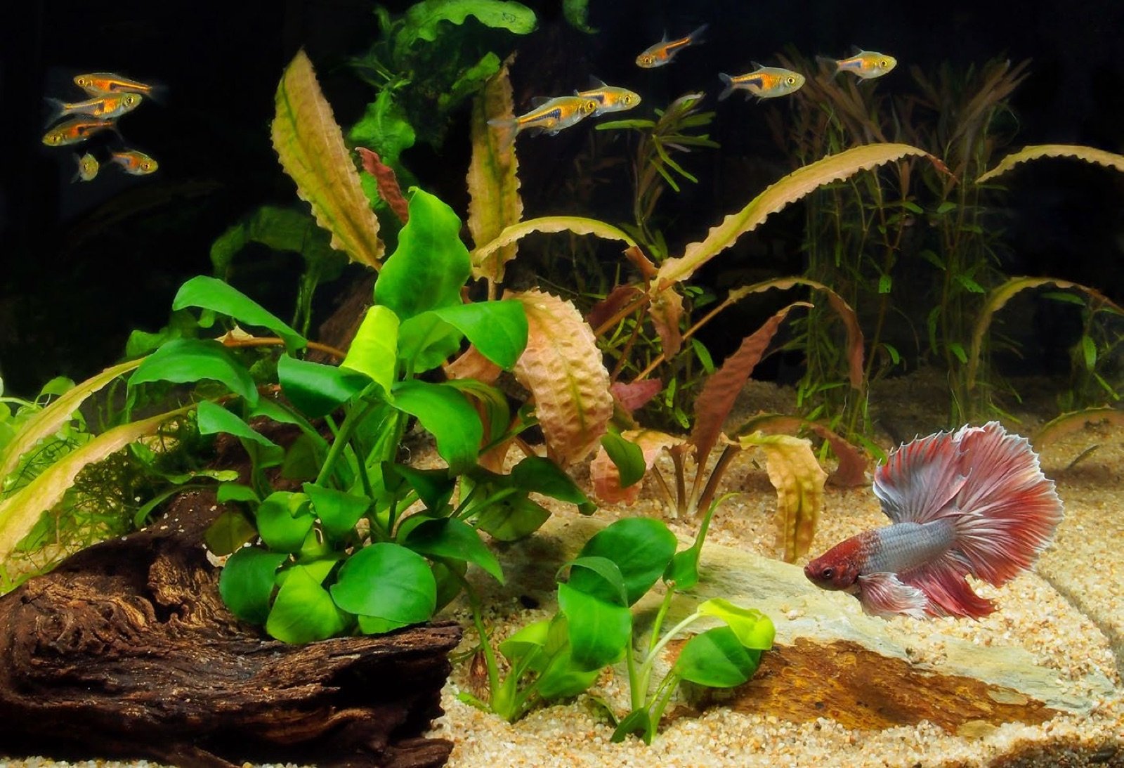 Aquarium communautaire avec Betta splendens et rasboras