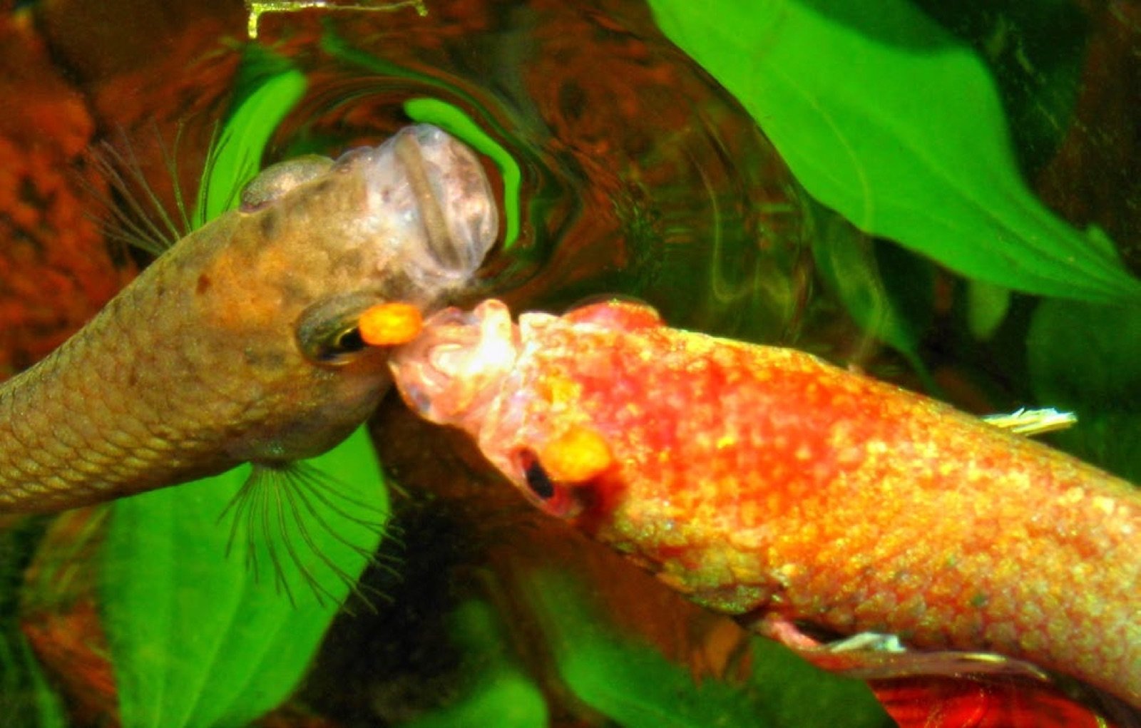 Betta splendens mangeant des granulés à la surface