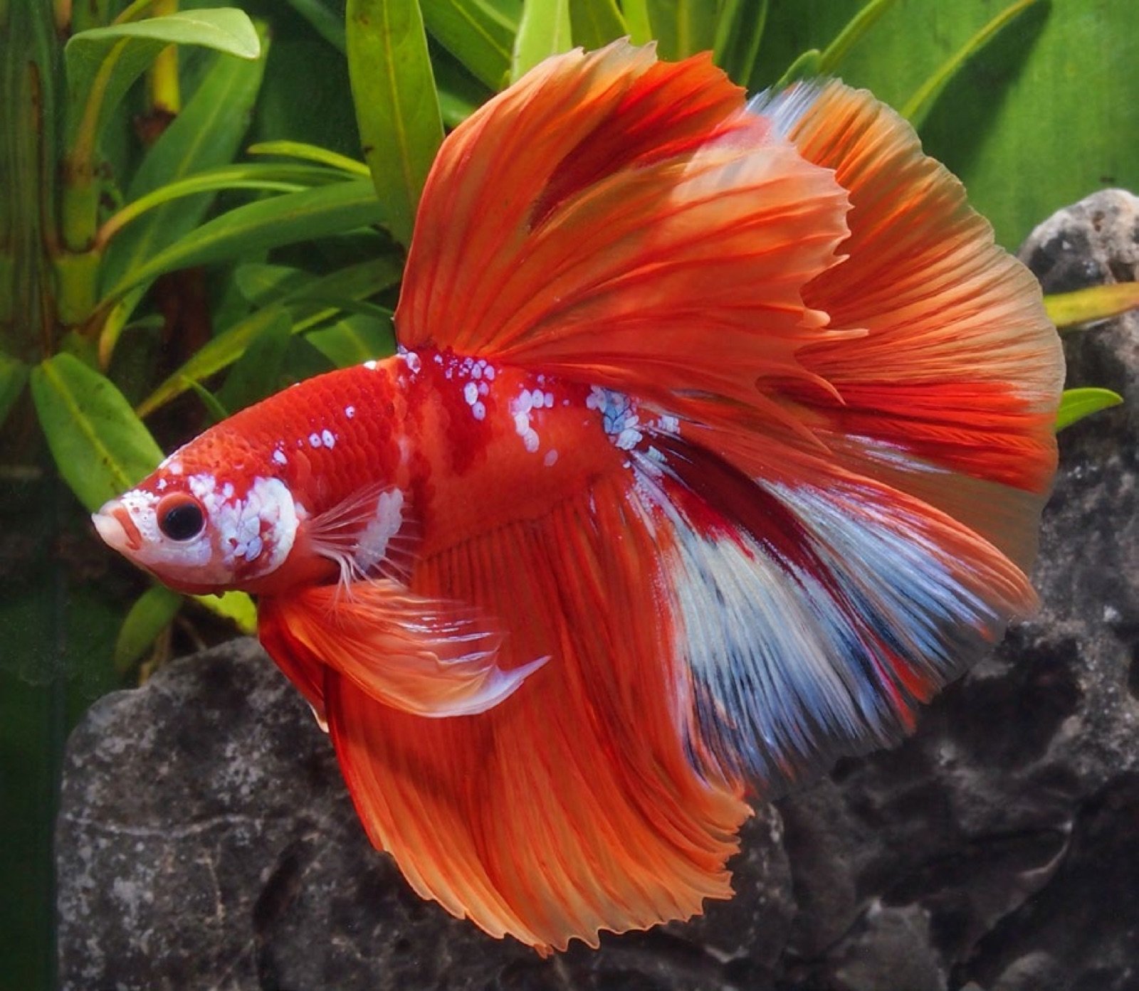 Betta splendens halfmoon orange