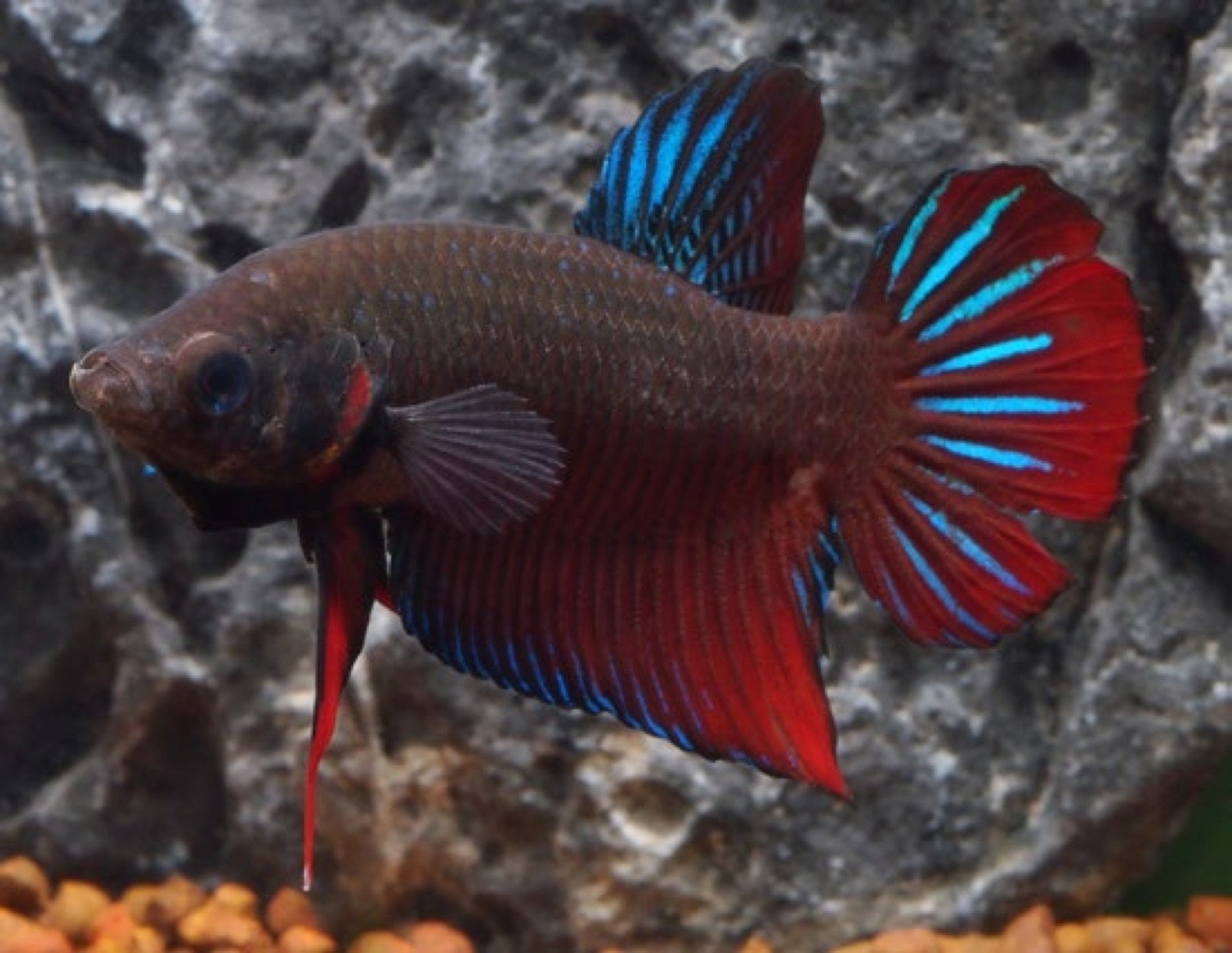 Betta splendens mâle sauvage collecté à Pranburi