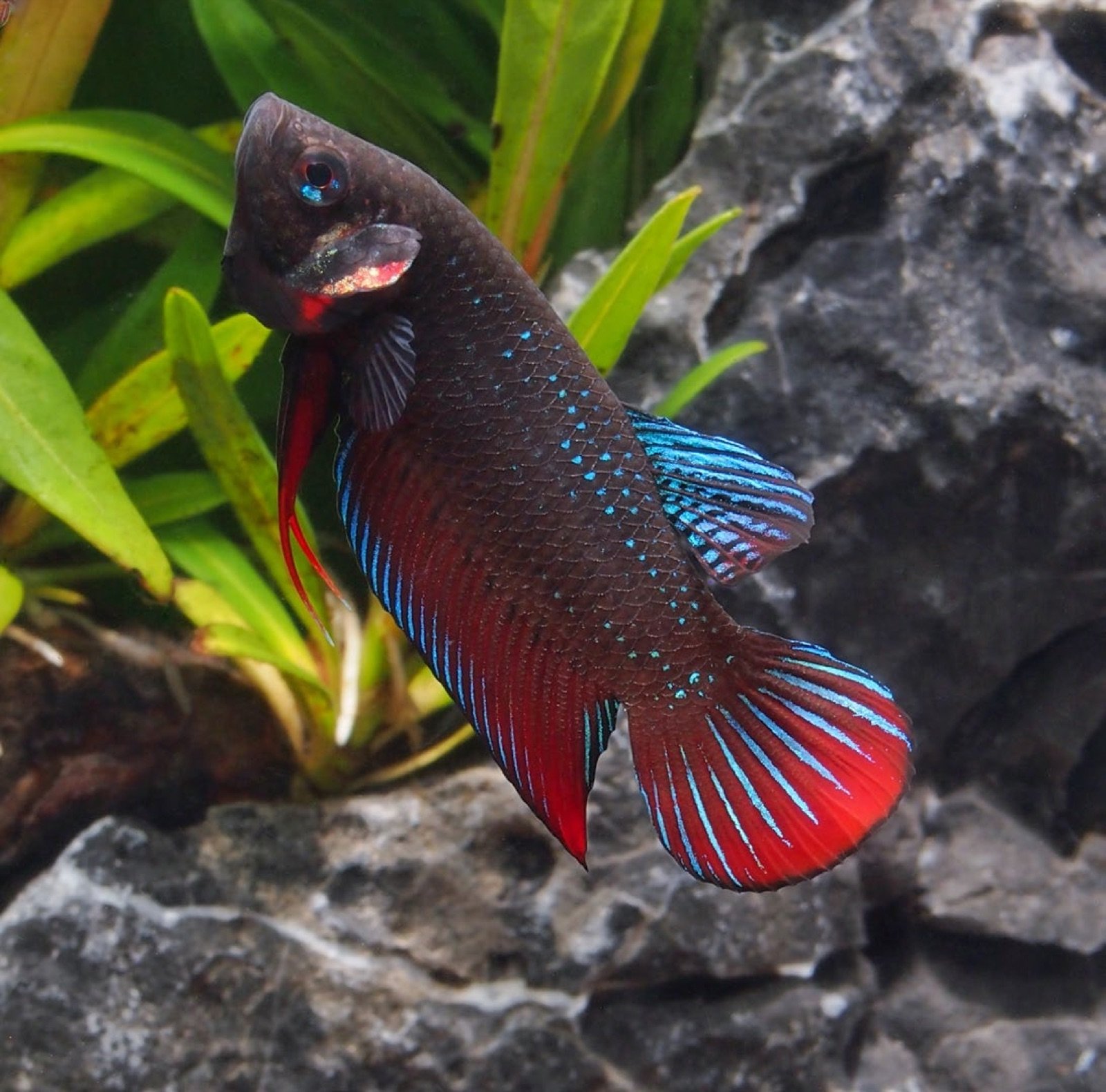 Betta splendens mâle sauvage de Pranburi, Thaïlande